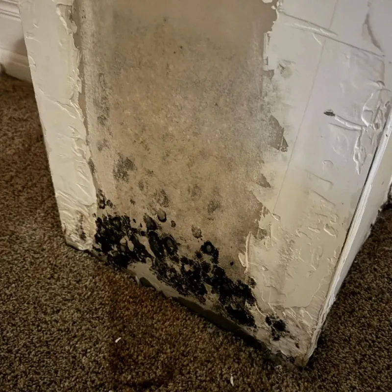 Professional Mold Removal in Litchfield, IL